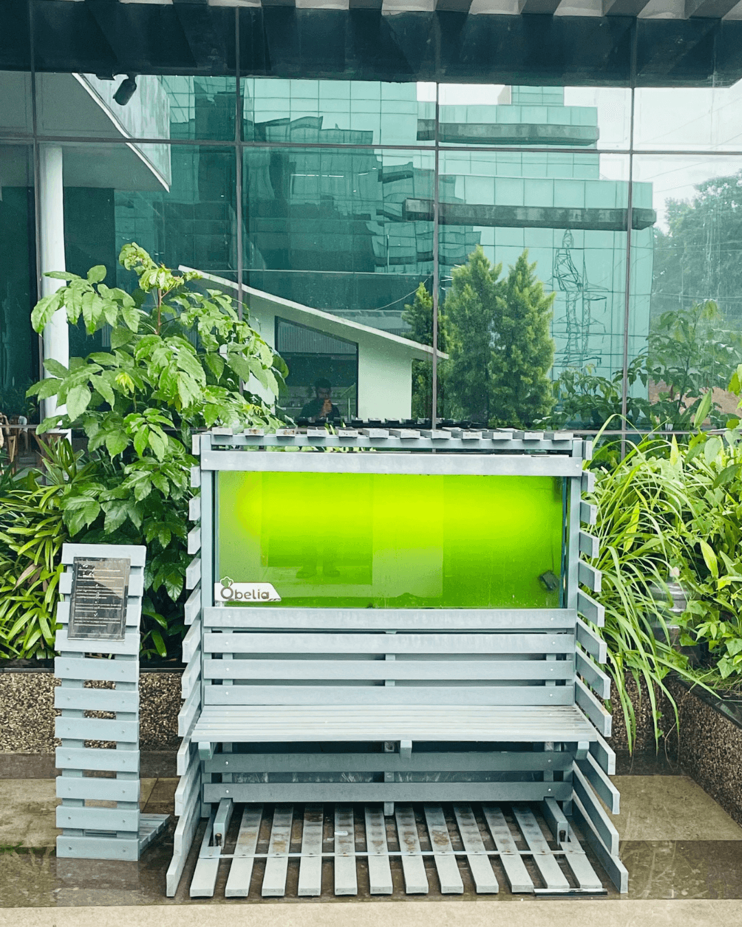 Obelia Installation 3